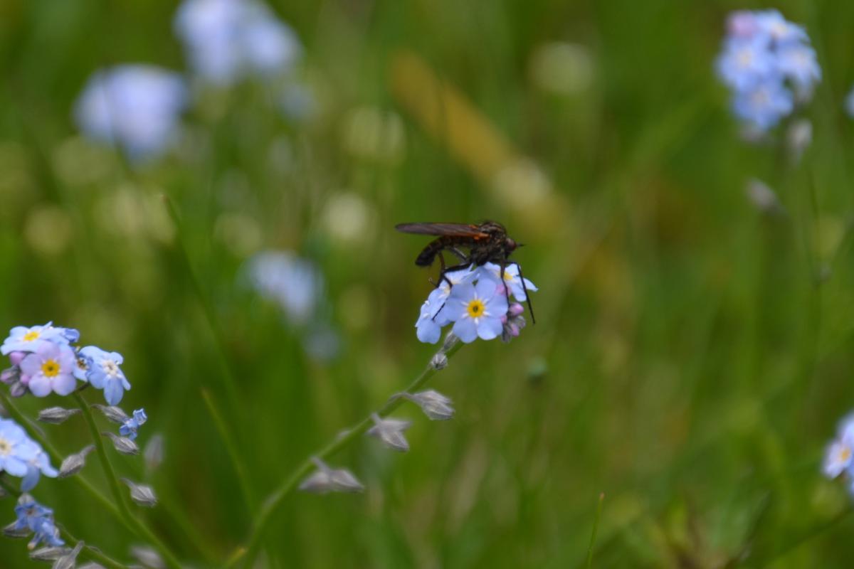 Platzer Alm 22.06.2023